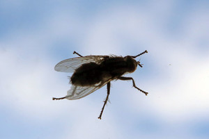 Pasinaudokite šiaulietės patarimu ir nė viena musė neįskris į namus