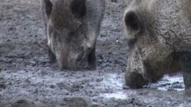 Afrikinio kiaulių maro virusas gasdina ir ūkininkus, ir medžiotojus: ko tikėtis?