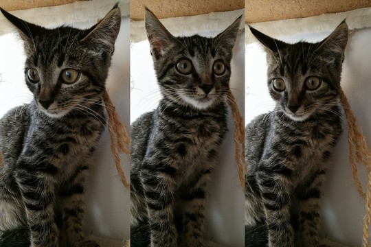 Idealus augintinis, svajojantiems apie mažą tigriuką