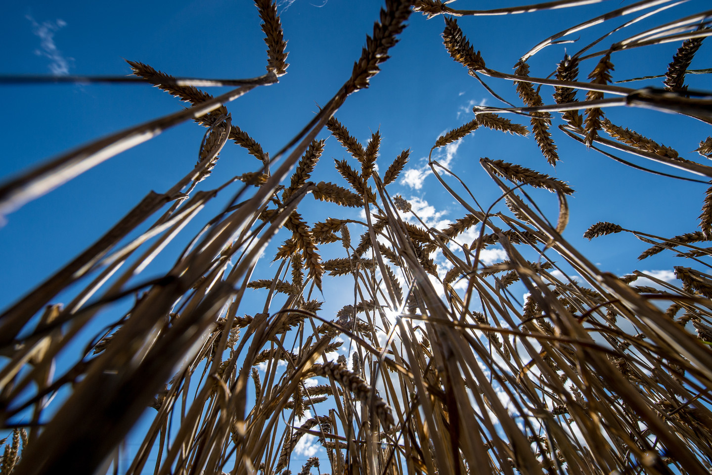 Dėl klimato kaitos gali sumažėti derlius.<br>V.Ščiavinsko nuotr.