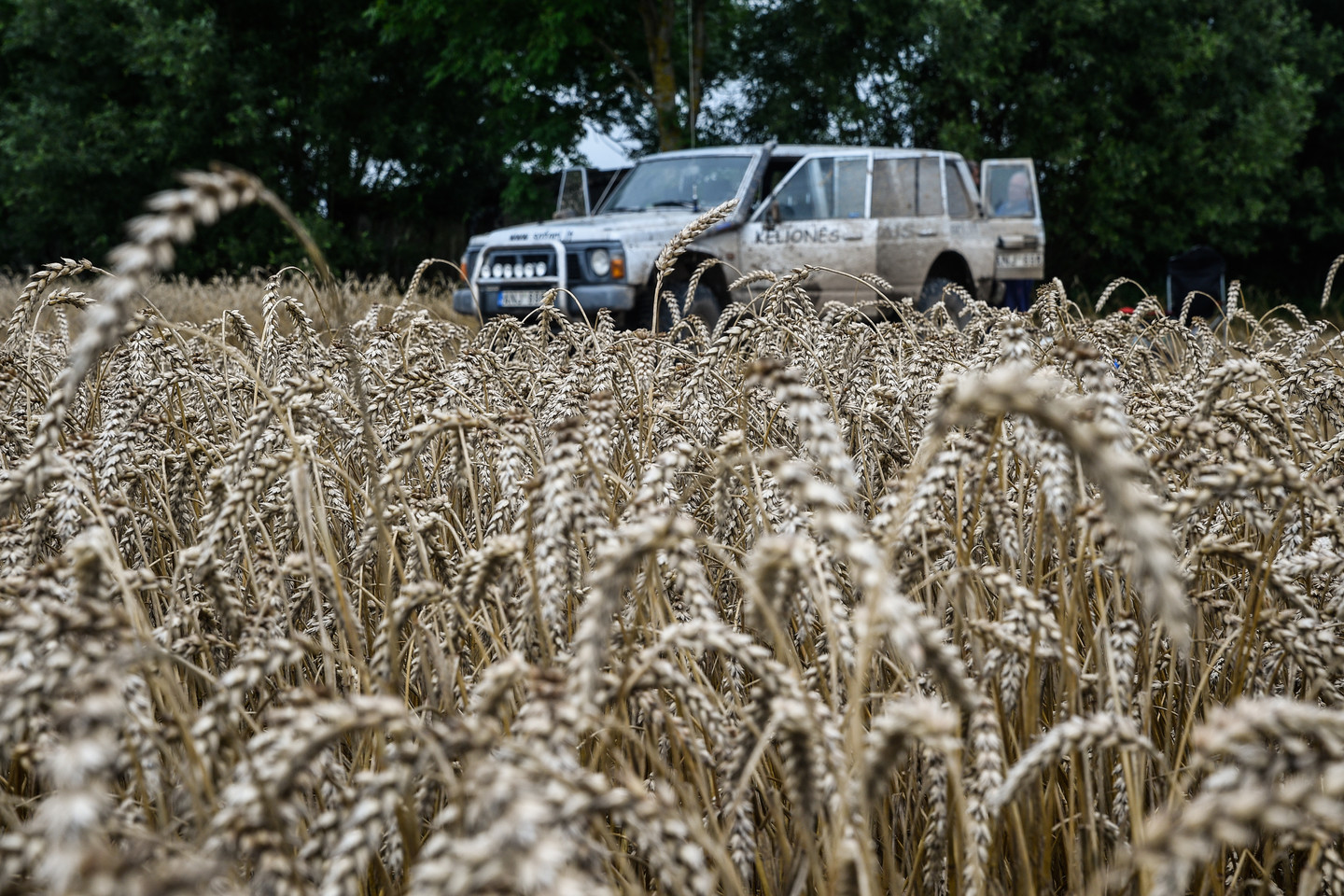 Dėl klimato kaitos gali sumažėti derlius.<br>V.Ščiavinsko nuotr.
