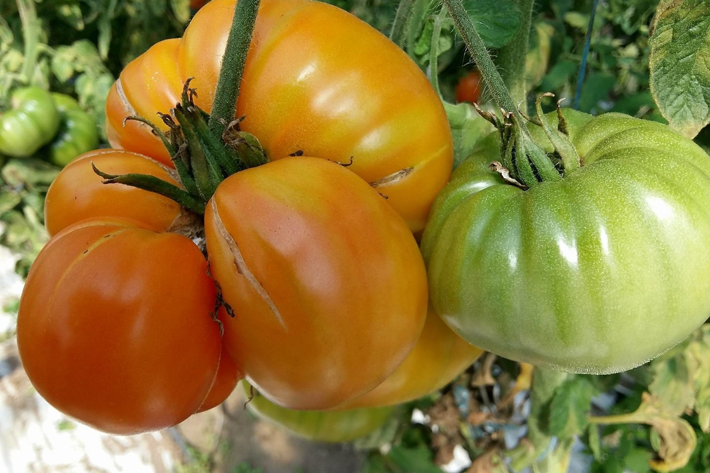 tenant Undulate Of God 10 metų pomidorus auginanti ramygalietė skelbia geriausių veislių trejetuką