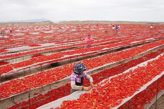  Valstiečiai Kinijoje džiovina pomidorus.<br> „Twitter“ nuotr.