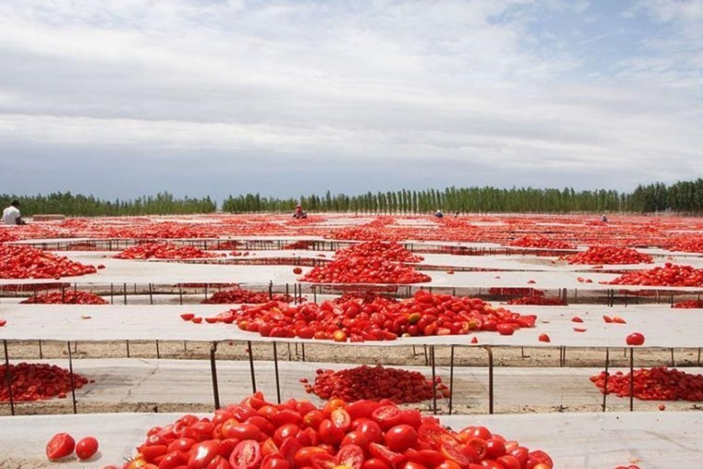  Valstiečiai Kinijoje džiovina pomidorus.<br> „Twitter“ nuotr.