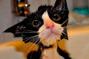 Juokingiausios šlapių kačių nuotraukos. Nesikvatoti neįmanoma