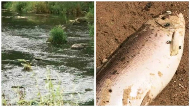 Galvosūkis: dėl ko Minijos upėje išgaišo žuvys?