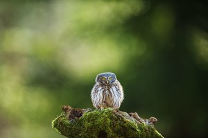 Į lietuvio fotografo akiratį pateko mažoji miško gražuolė – žvirblinė pelėda