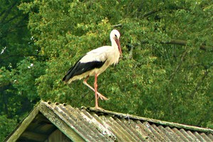 Paskutinės įsimintinos akimirkos – jau rytoj mus paliks gandrai