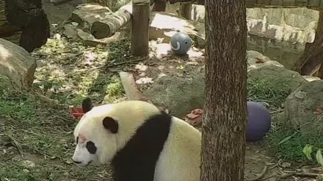 Vašingtono zoologijos sode pandai surengta 2 m. gimtadienio šventė