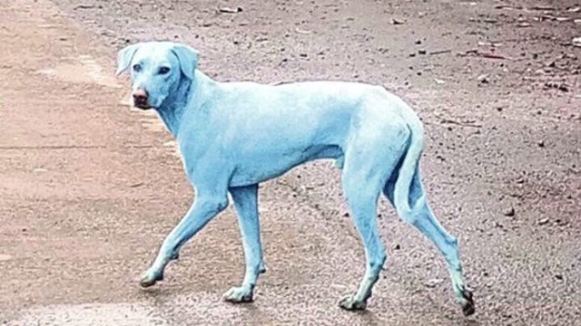 Fenomenas Indijoje: gyventojai pašiurpo išvydę mėlynus šunis