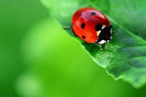Slovėnų verslo idėja – auginti septyntaškes boružes