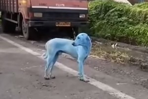 Gatvėje lakstantys mėlynieji šunys atskleidė nemalonią tiesą