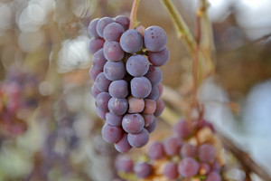 Neleista importuoti pesticidais užterštų vynuogių siuntos