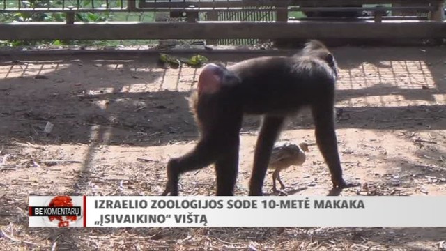 Gyvūnų tyrinėtojai nustebę: 10-metė makaka įsivaikino vištą