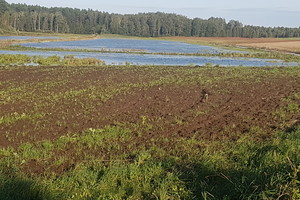 Rokiškio ūkininkai šaukiasi pagalbos – skęsta derliaus laukai