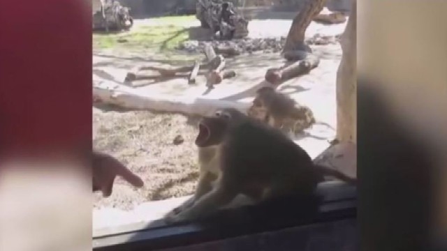 Beždžionės reakcija į triuką tapo interneto sensacija