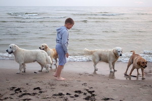 Sunkiam vaikų raidos sutrikimui gydyti – šilti šunų prisilietimai