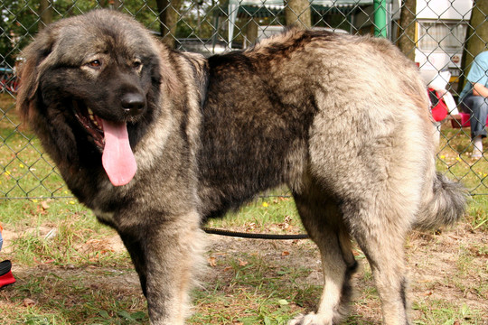 Pasvalio rajone šeimininkus įkalinusio aviganio laukė liūdna baigtis