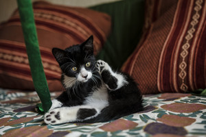 Penki geriausi draugai ieško, kam padovanoti draugystę!