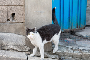 Žiaurus elgesys su gyvūnu: po smūgio į sieną katinas neišgyveno