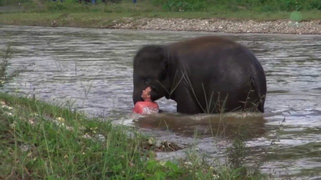 Griebia už širdies: dramblio poelgis apstulbino zoologijos sodo darbuotojus