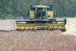 Grikių taršos skandalas atsirūgo – augintojai atsidūrė tikrintojų taikiklyje