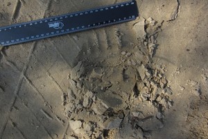 Ūkininko radinys pasienyje su Rusija: tokio dar nebuvo matęs