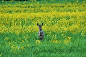 Gražuolė vasara atsisveikina – atmintyje liks ryškiausios jos akimirkos