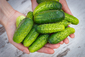 Agronomas išdavė gudrybes, kaip atskirti šviežiausius agurkus