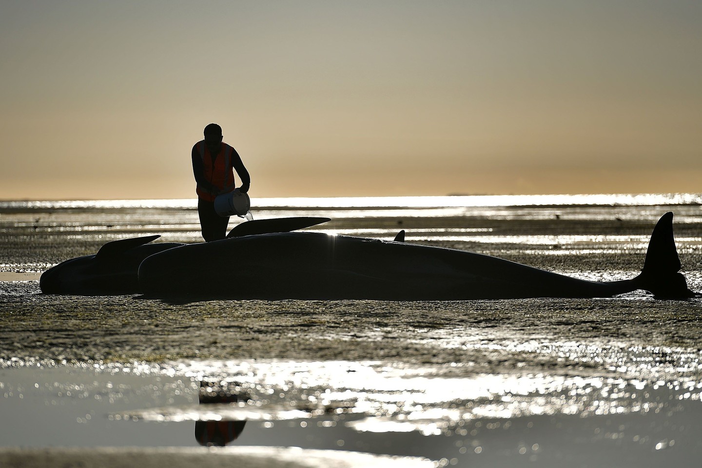  2005 metų sausio mėnesį trijų skirtingų rūšių 34 banginiai pasiklydo, užplaukė ant seklumos ir žuvo Šiaurės Karolinos krantuose, kur netoliese vyko JAV laivyno sonariniai mokymai. <br> Scanpix/AFP nuotr.