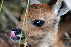 Elnias per 20 minučių suniokojo laidojimo namus