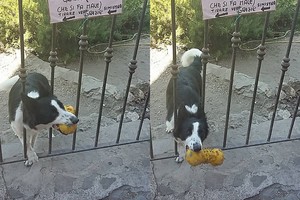 Dėl žaisti mėgstančio šuns šeimininkai pakabino neįprastą skelbimą