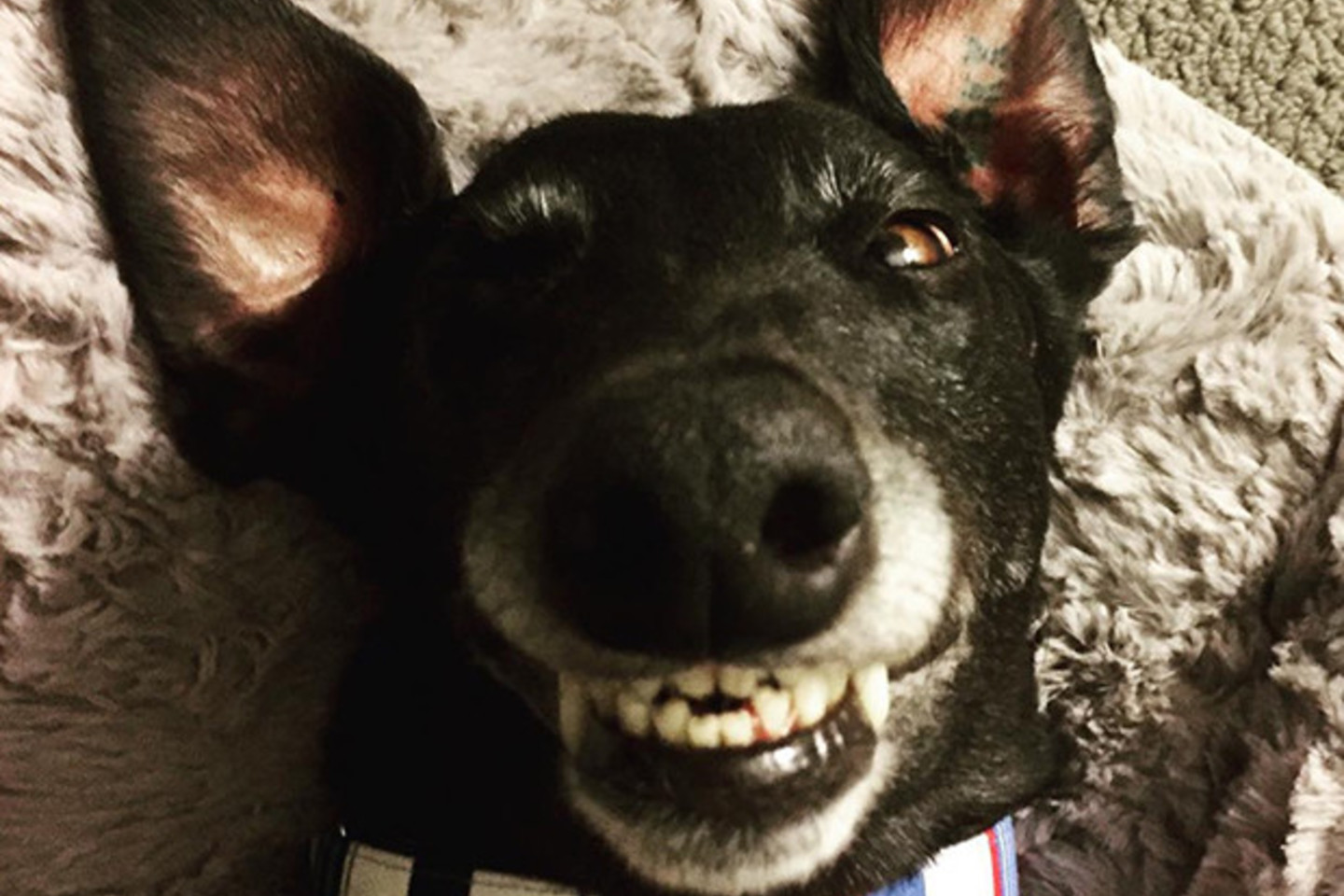  Kas pasakė, kad šunys nemoka šypsotis?<br> Socialinių tinklų nuotr.