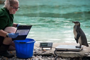 Kasmetiniame gyvūnų svėrime – išradingi būdai išmatuoti skruzdę ar žirafą