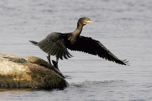 Vaikomi paukščiai rado naujus namus