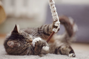 Paaiškino, kodėl taip svarbu žaisti su katėmis