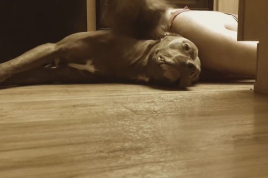 Šuns elgesys šeimininkės priepuolio metu sujaudins iki ašarų