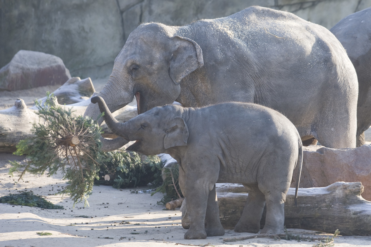  Kelno zoologijos sodo direktorius Christopheris Landsbergas prisipažino, kad jį labai nustebino žinia apie netikėtą dovaną.<br> Reuters/Scanpix nuotr. 