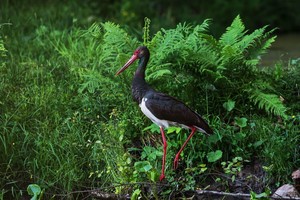 Šalia Vilniaus pastebėtas ypač retas miško paukštis