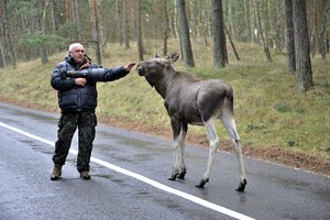 Netikėtumas gamtoje: fotografo ir miško galiūno susitikimas