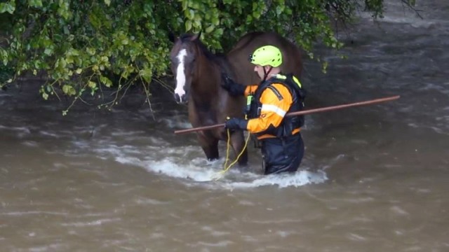 Jautri akimirka: gelbėtojų atsidavimas išgelbėjo žirgo gyvybę