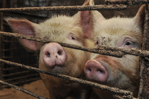 Dėl kiaulių maro siūloma visoje Lietuvoje skelbti ekstremalią padėtį