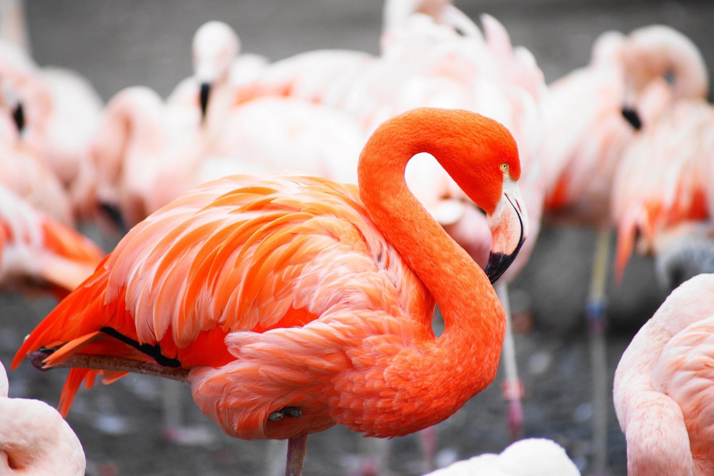  Flamingams galioja posakis „esi tuo, ką valgai“. Ryški rožinė flamingų spalva atsiranda dėl beta karotino - raudonai oranžinio pigmento - kuris randamas daugybėje dumblių, lervų bei krevečių, kuriomis flamingai maitinasi.<br> 123RF nuotr.