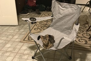 Grįžusio vyro laukė kačiukas. Bet kai kas buvo ne taip