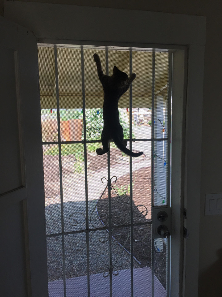 Mažasis įsibrovėlis greitai apsiprato naujuose namuose. <br> Imgur.com nuotr.