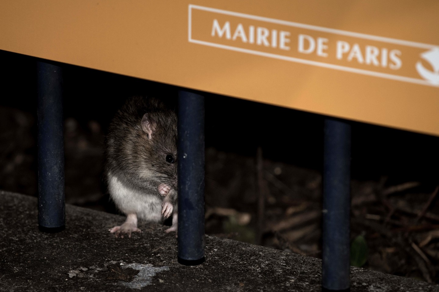  Paryžiuje masiškai veisiasi žiurkės, tačiau jas užstoja dalis miesto gyventojų.<br> AFP/„Scanpix“ nuotr.
