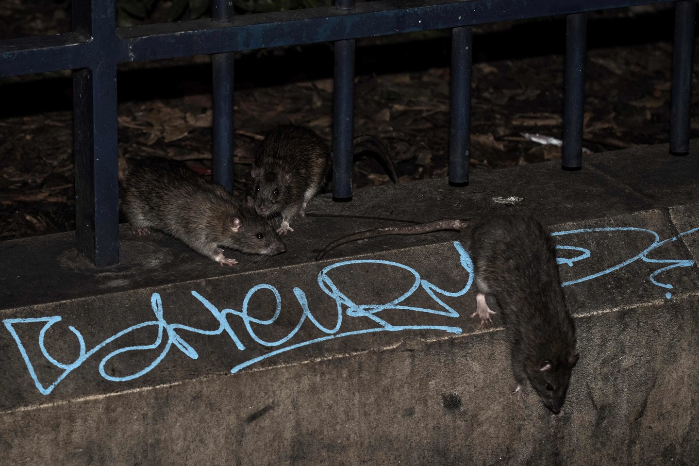  Paryžiuje masiškai veisiasi žiurkės, tačiau jas užstoja dalis miesto gyventojų.<br> AFP/„Scanpix“ nuotr.