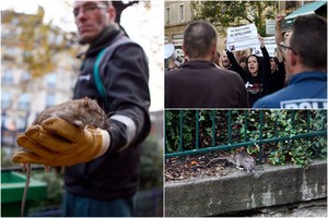 Paryžiečiai puolė ginti žiurkes nuo „genocido“ – siūlo verčiau naikinti socialistus