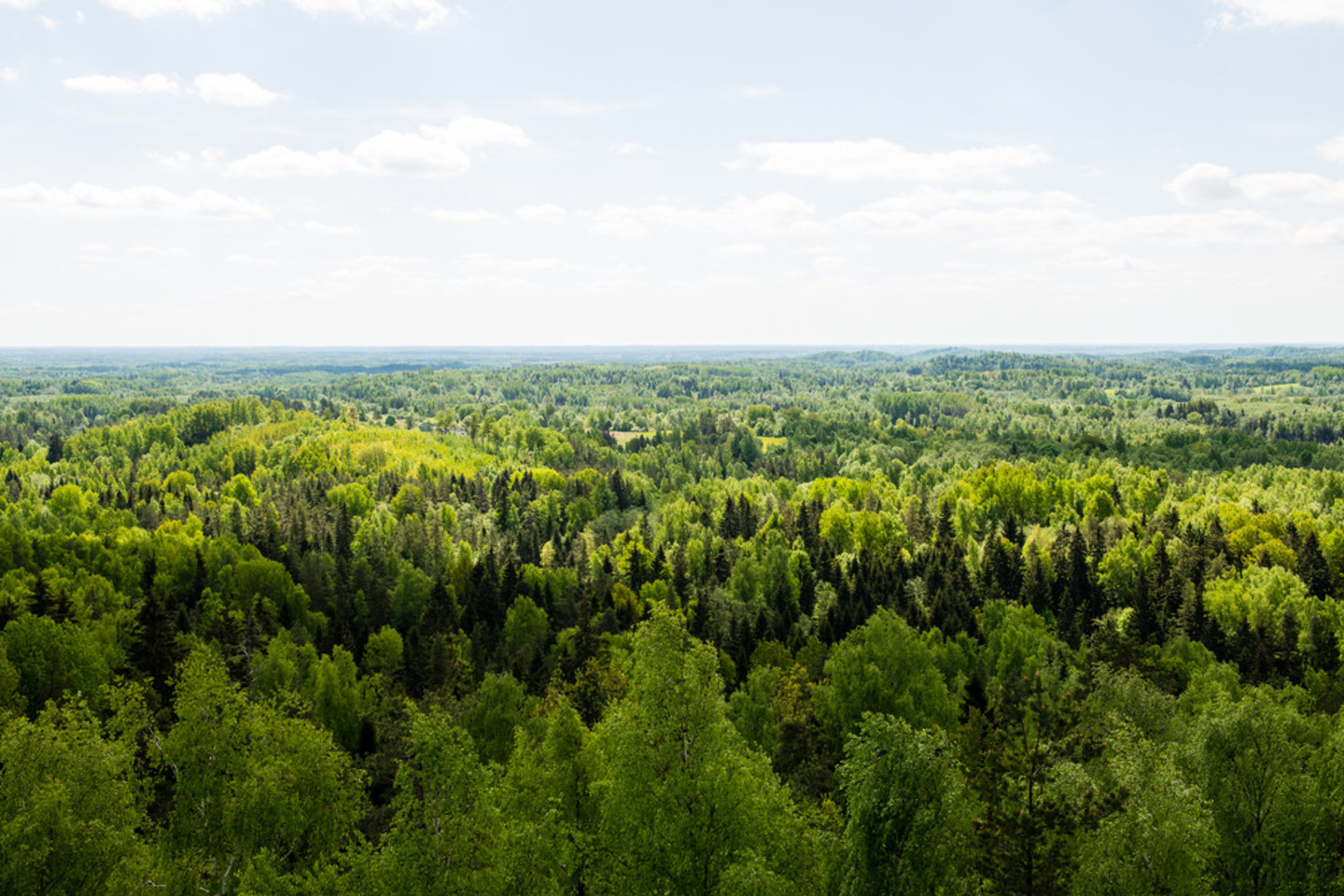 Dabar galima pasinaudoti Lietuvos kaimo plėtros 2014–2020 m. programa (KPP), pagal kurios veiklos sritį „Miško veisimas“ galima gauti kompensaciją miškui veisti