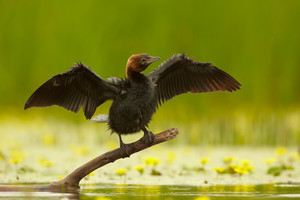 Gamtininkus nustebino netikėtas svečias pamaryje
